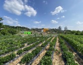 [예천토지] ◈ 예천읍 청복리 자연녹지 텃밭겸 투자용땅매매 ◈ 토지 619평 당80만 ◈