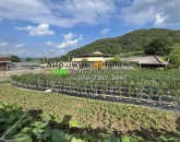 [김천토지] ◈ 아포읍 대신리 자두나무 주말농장/텃밭 매매 계획관리 다용도땅 ◈ 토지 1,042평 당15만 …